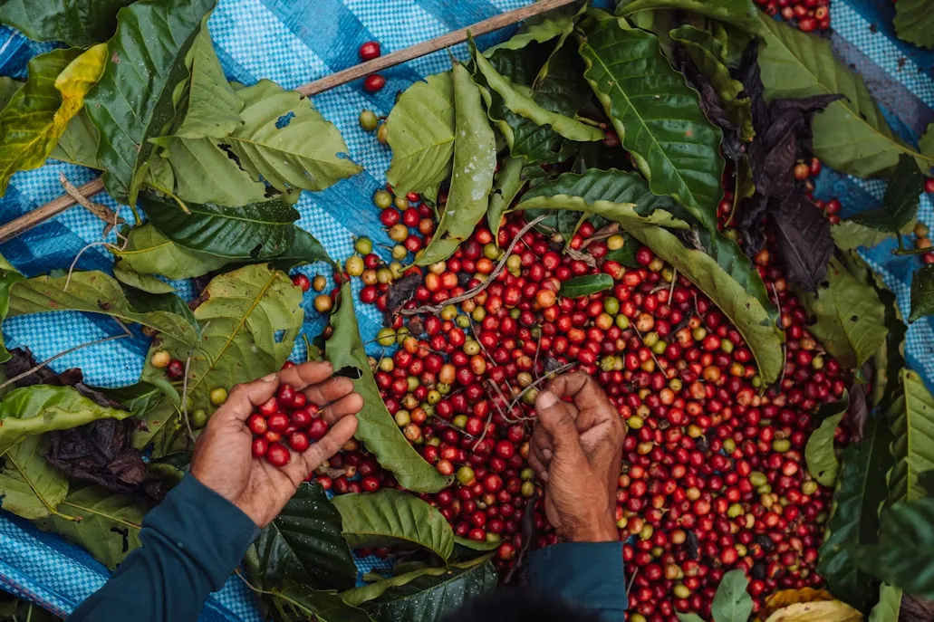 El ritual del Café: La importancia del cafecito y la tradición cafetera en República Dominicana