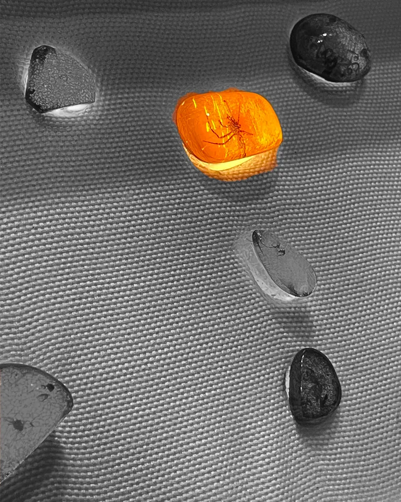Several pieces of amber on a display surface, one of them lit to reveal a fossilised insect